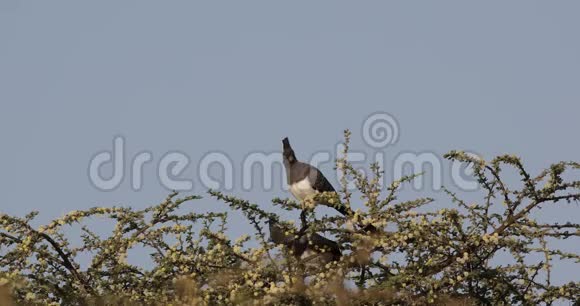 灌木丛中的白肚鸟视频的预览图