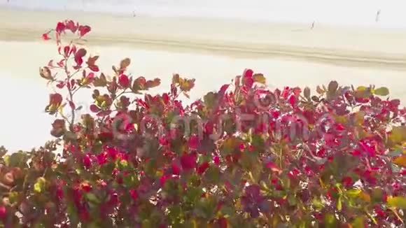红叶海滩草地和沙子视频的预览图