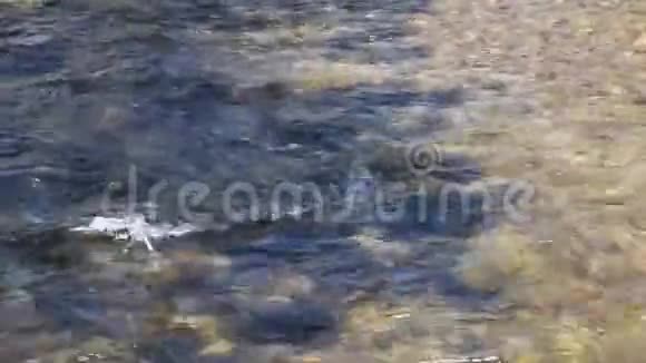河床里的流水视频的预览图
