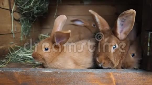 窝里可爱的兔子高清视频视频的预览图