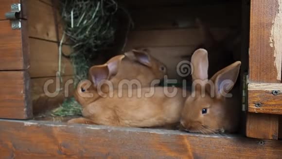 窝里可爱的兔子高清视频视频的预览图