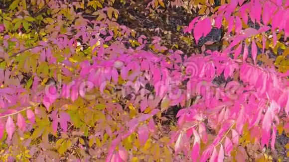 秋天的花园里美丽的女人在看书坐在树下视频的预览图
