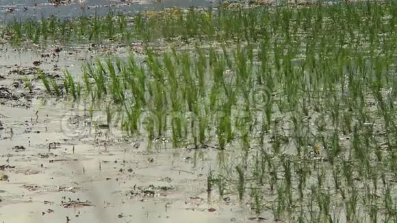在泥浆里种水稻视频的预览图
