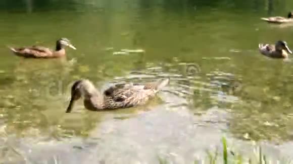 夏天鸭子在湖里游泳视频的预览图