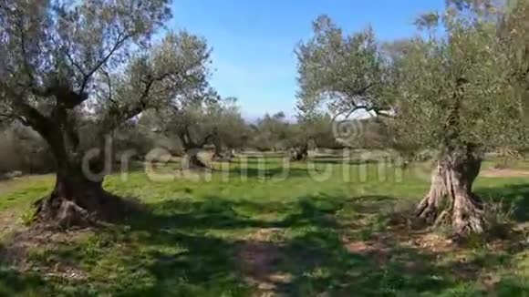西班牙晴天的橄榄树视频的预览图