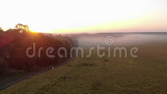 黄昏时分雾中的田野两对新婚夫妇正在田野附近散步粉红色的阳光照亮了田野视频的预览图