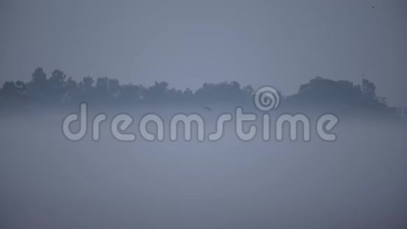 在雾中飞翔的彩鹳视频的预览图