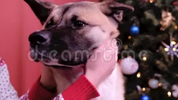 狗坐在树旁边一个女人在抚摸它一只可怜的狗假期和新年的概念视频的预览图