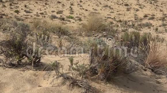 在沙漠中死去的植物视频的预览图