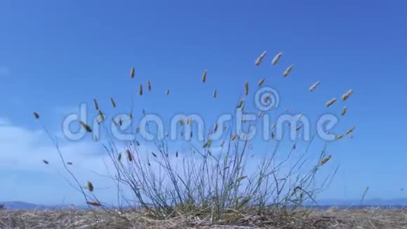 野草在风中摇曳视频的预览图