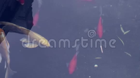 东方池塘鱼视频的预览图