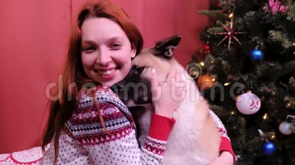 圣诞节一个女人在家中抚摸一只美国秋田靠近圣诞树假期和新年的概念视频的预览图