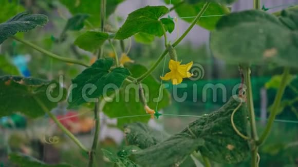新鲜黄瓜开花生长视频的预览图