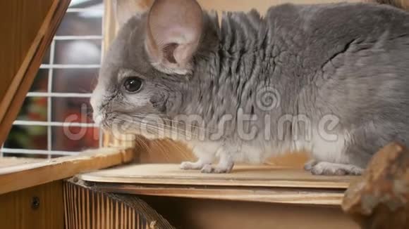 可爱的灰色下巴坐在笼子的木制窗台上好奇地看着概念宠物的生活方式毛茸茸的大鼻子视频的预览图