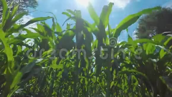 年轻玉米植株的时间流逝视频的预览图