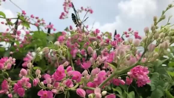 美丽的花香吸引蝴蝶视频的预览图