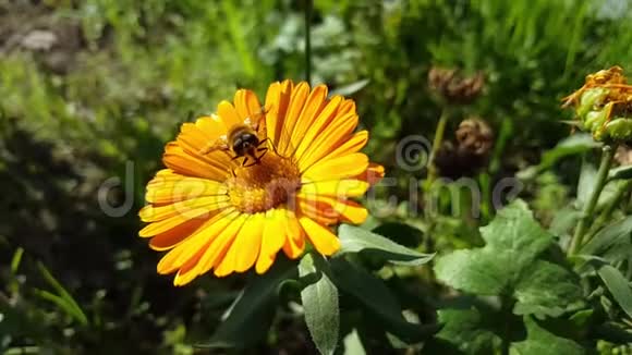 黄色花朵上的蜜蜂视频的预览图