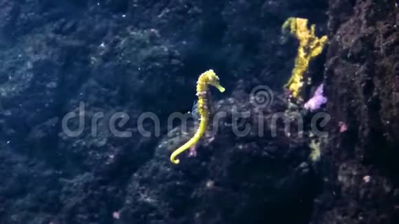 海马鱼在大型水族馆游泳视频的预览图