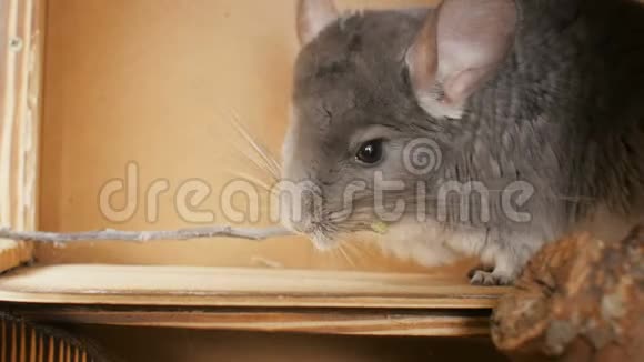 可爱的灰色下巴啃树枝人喂老鼠概念宠物护理啮齿动物喂养视频的预览图