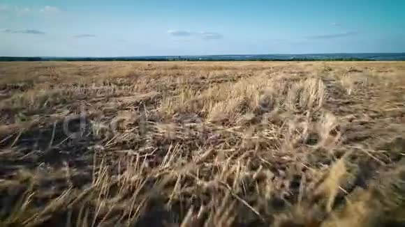干田巨大的干草原视频的预览图