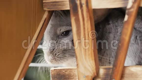 睡姿可爱的奇奇拉坐在手工制作的笼子里的木地板上打瞌睡宠物的生活方式毛茸茸的啮齿动物视频的预览图