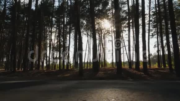 松林中的阳光视频的预览图