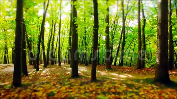 阳光透过森林的树木4K视频的预览图