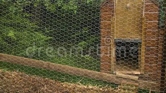 铁丝网围栏和Coop视频的预览图