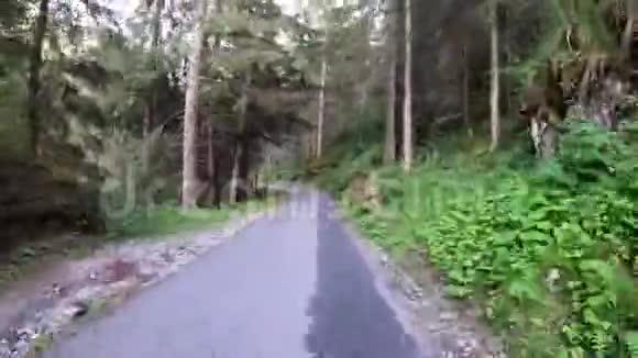 走着一条松林路视频的预览图