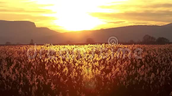 秋天与芦苇的日落镜头视频的预览图