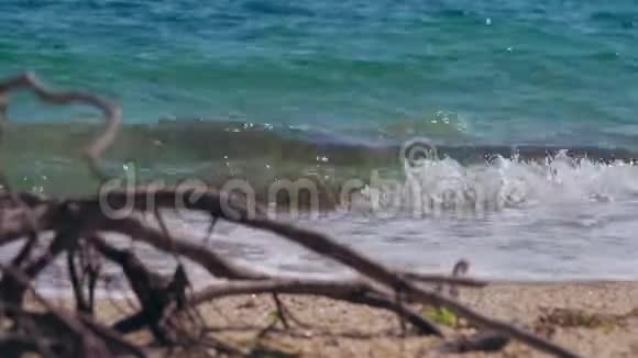 暴风雨后海滩上一棵老树的根视频的预览图