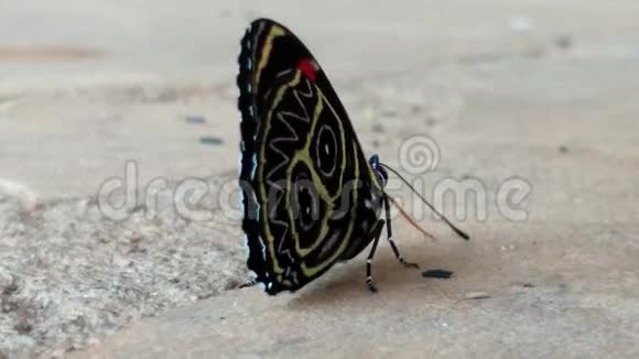 蝴蝶在地板上散步视频的预览图