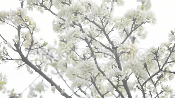 梅花树开花了视频的预览图