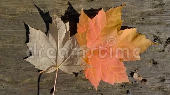 枫叶覆盖着乡村的木质背景秋天和十一月的概念视频的预览图