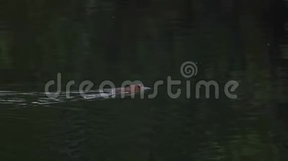 麝鼠在池塘里游泳视频的预览图