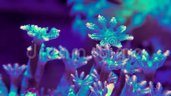 绿橙丁香珊瑚在水下游动视频的预览图