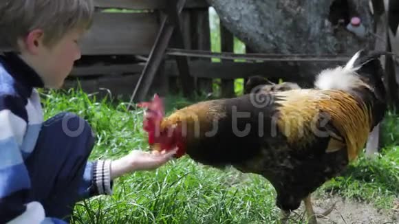 公鸡和鸡从男孩手中吃他们吃小麦谷物和面包视频的预览图