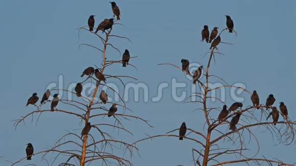 一群普通的雏鸟在树上视频的预览图