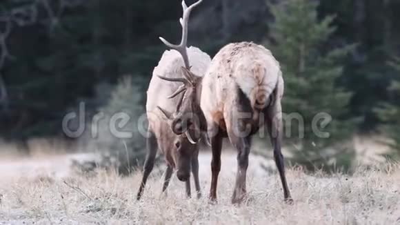 麋鹿战斗在班夫加拿大视频视频的预览图