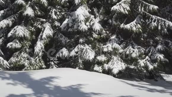 一个背着背包的人在冬天的森林里散步视频的预览图