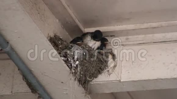年轻的燕子在巢里等待食物的到来视频的预览图