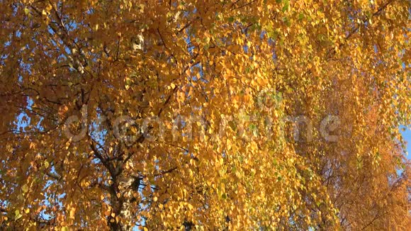 秋叶的桦树特写视频的预览图