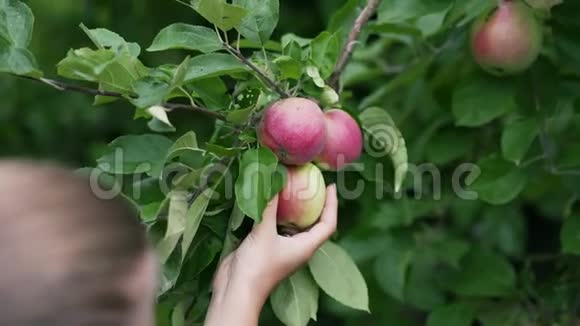 小女孩从树上摘一个成熟的红苹果视频的预览图