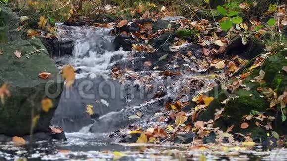 秋天的小森林溪流视频的预览图
