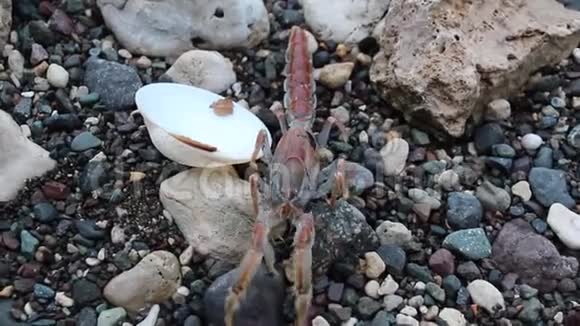 小爬岩龙虾视频的预览图