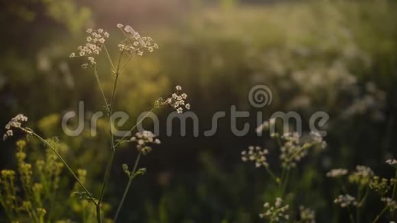 野草在风中摇曳视频的预览图