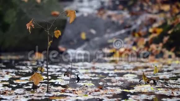秋天的小森林溪流视频的预览图