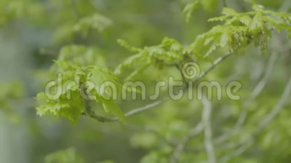 树枝上的树叶和柳絮视频的预览图