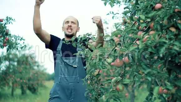 苹果农夫跳舞视频的预览图