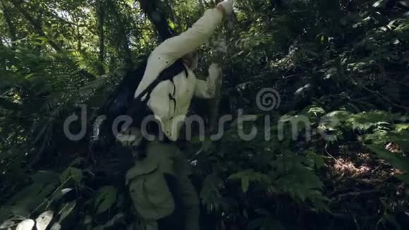 年轻的旅行者徒步旅行者带着背包在丛林雨林里的利亚纳摇摆视频的预览图